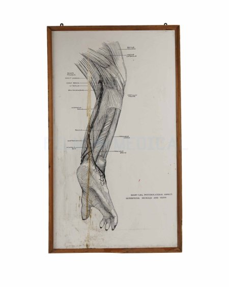 Primate Leg Poster 65x110